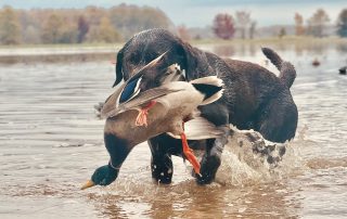 Arkansas Mallard Duck Guides