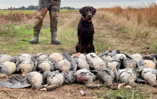 Specklebelly Guided Goose Hunts In Arkansas