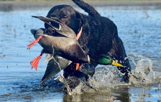 Black Lab With Mallard Duck On Hunt