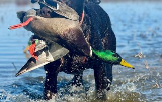 Stuttgart Arkansas Duck Guides