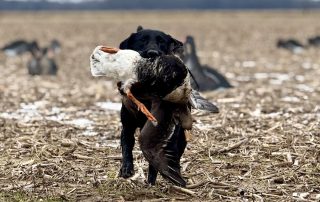 Stuttgart Arkansas Duck Guides