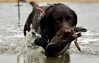 Chocolate Lab With Ring Neck Duck In Mouth