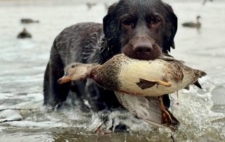 Chocolate Lab With Gadwall Duck In Mouth