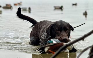 Chocolate Lab For Duck Hunting