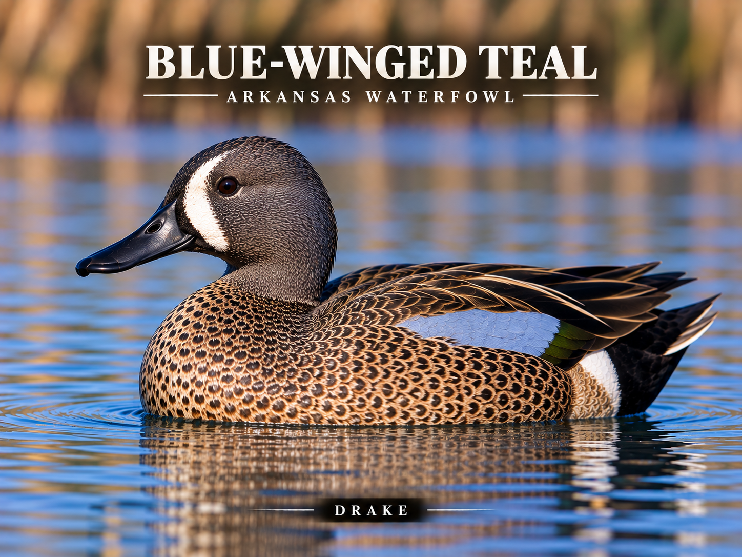 Arkansas Duck ID: Pintail Ducks