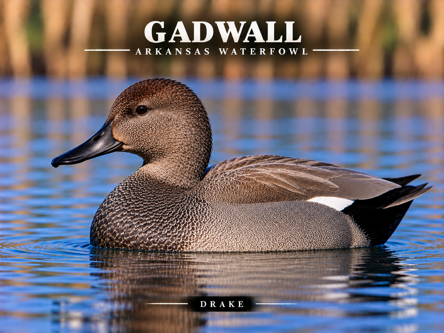 Arkansas Duck ID: Pintail Ducks